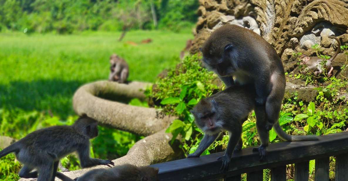 Solo Traveling Ubud Tour Bike Tour WITH Friendly Guide - Duration and Cancellation Policy