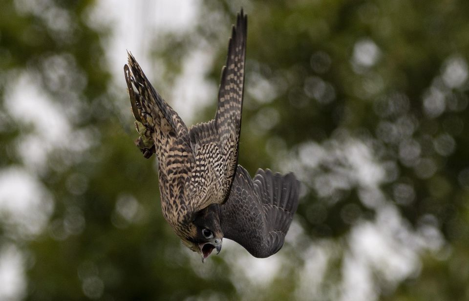 York: York Bird of Prey Centre Entry Ticket - Experience Highlights