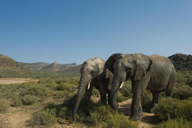 Aquila Safari Game Drive, Lunch & Shared Transfers From Cape Town - Pricing Information