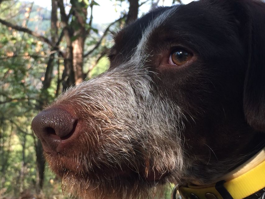 From Gavi: Piedmont Truffle Hunting Experience With Tasting - Booking Information