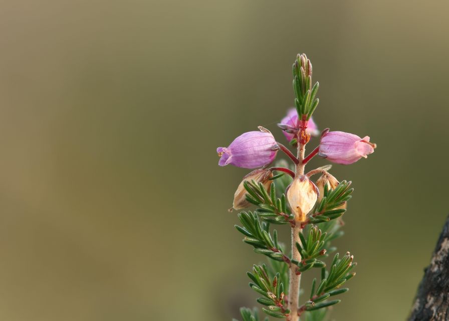 Introduction to the New Forest (Wilverley) - Inclusions