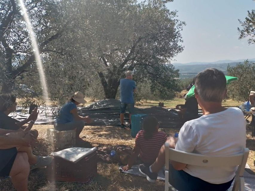 Olive Oil Tasting With Seminar in Metaggitsi - Halkidiki. - Products and Offerings