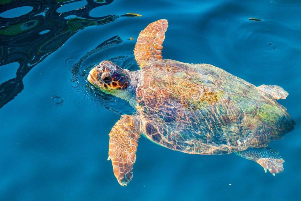 Zakynthos: Turtle Island & Keri Caves Glass-Bottom Boat Tour - Important Information