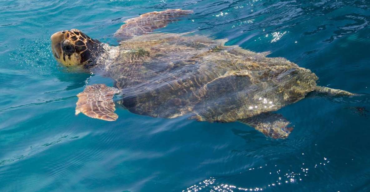 Zakynthos: Turtle Spotting Cruise on a Glass-Bottom Boat - Pickup and Van Transfer