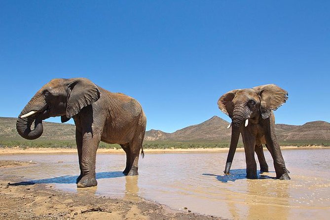 Aquila Safari Game Drive, Lunch & Shared Transfers From Cape Town - Booking Details