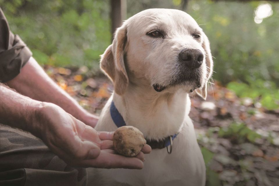 Barolo: Truffle Hunting and Wine Tasting - Restrictions