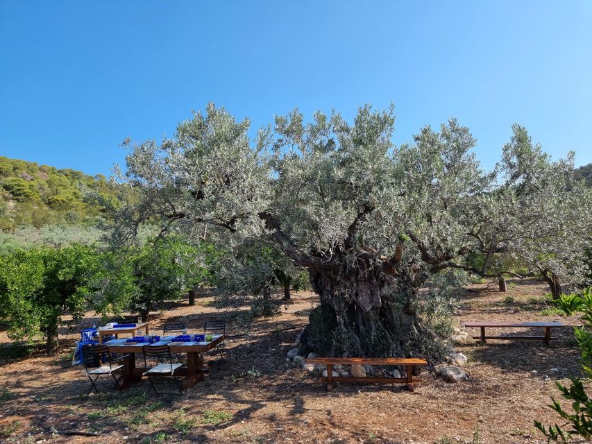 Ermioni: Olive Oil Tasting & Millennial Olive Tree Tour - Language Options