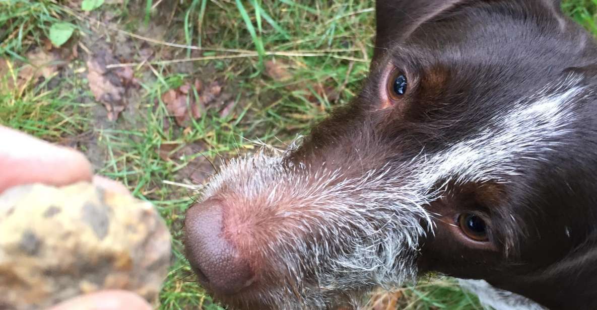 From Gavi: Piedmont Truffle Hunting Experience With Tasting - Common questions