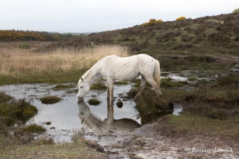 Introduction to the New Forest (Wilverley) - Participants & Date