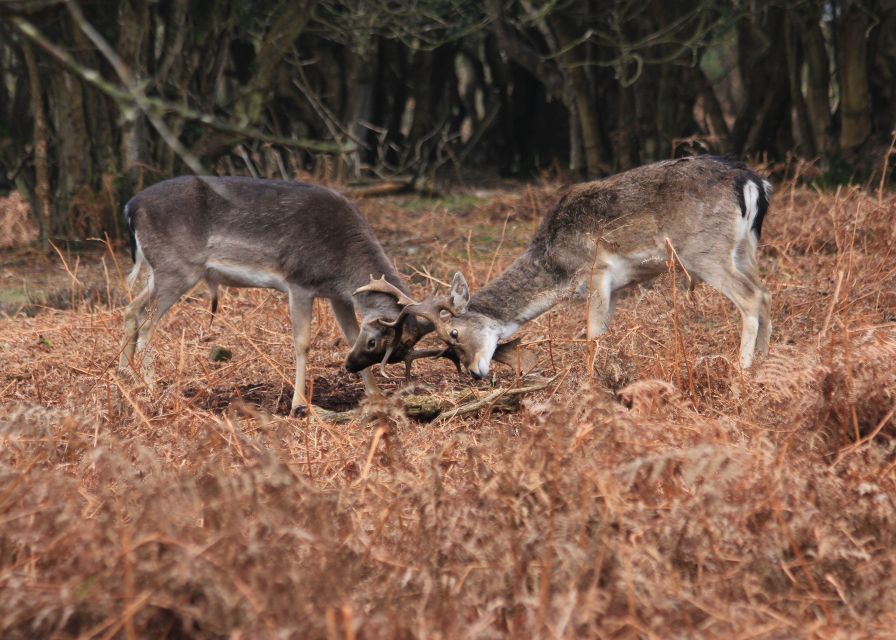 New Forest Explorer Walk (Hampton Ridge) - Additional Information