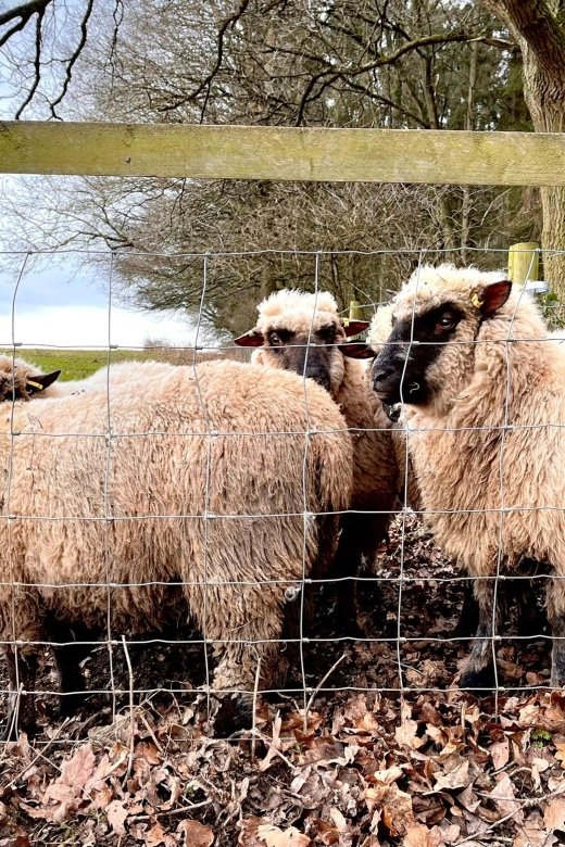 Shropshire Sheep Trekking - Important Information