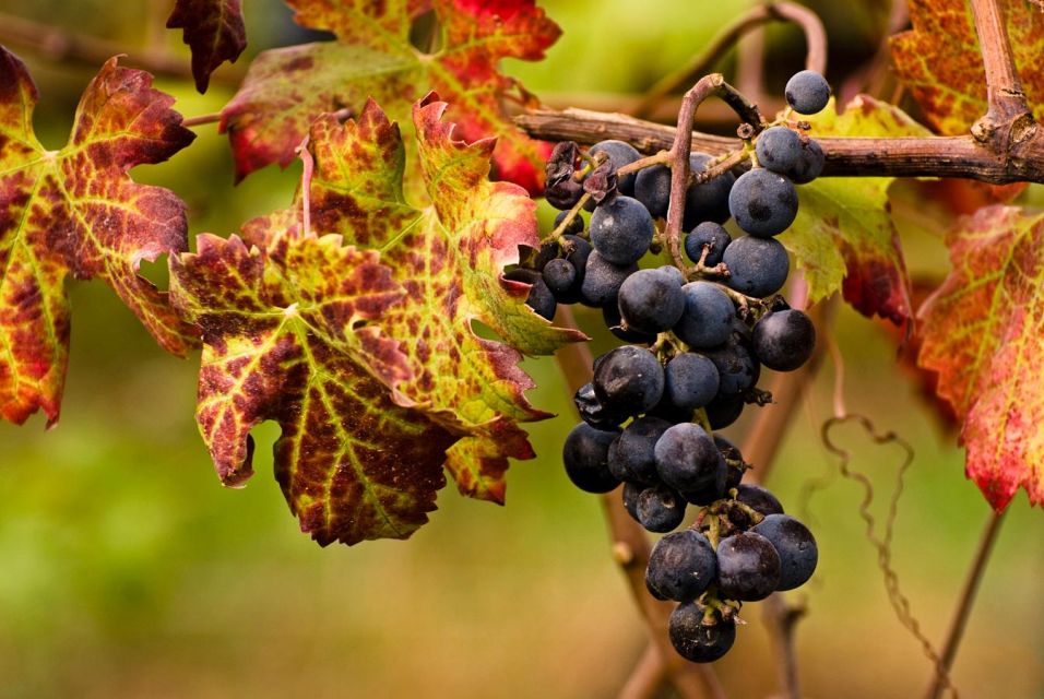 Wine Tour in the Euganean Hills From Padua - Booking Information