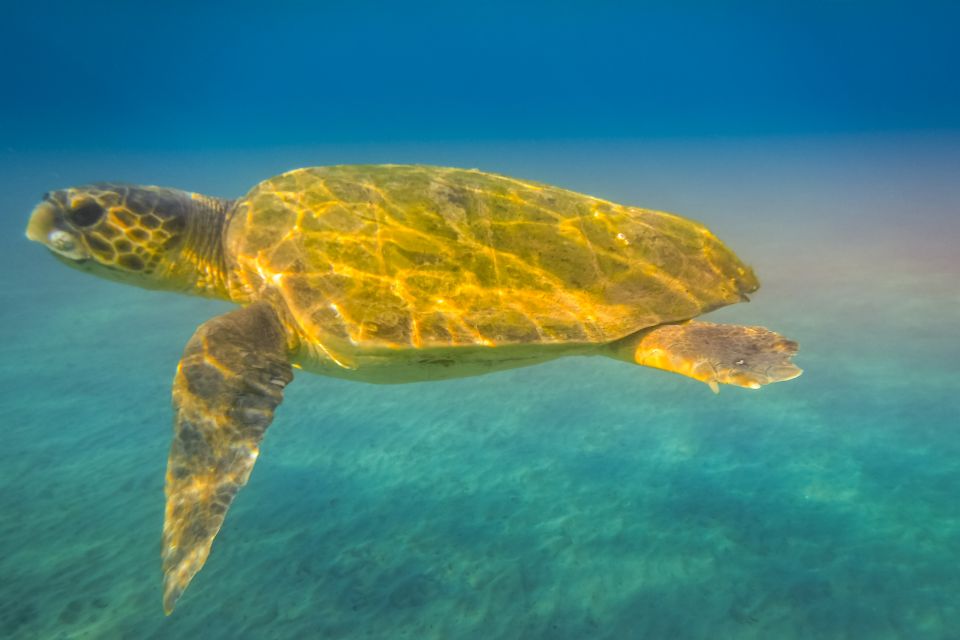 Zakynthos: Guided Boat Cruise to Turtle Island & Keri Caves - Important Information