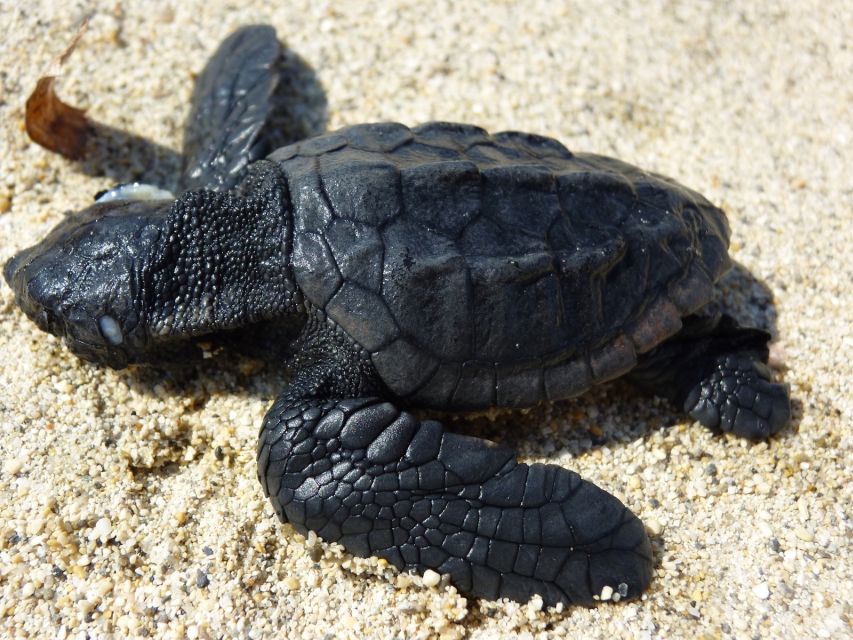 Zakynthos: Turtle Spotting Cruise on a Glass-Bottom Boat - Highlights of the Cruise