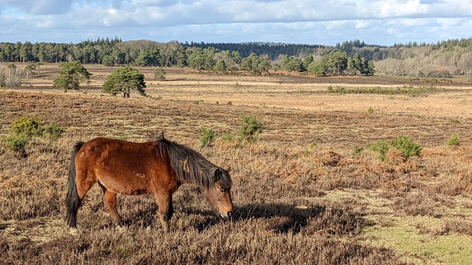 Introduction to the New Forest (Wilverley) - Common questions