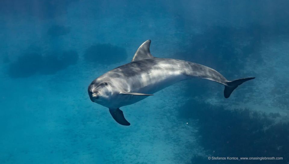 Kamiros Skala: Marine Life Experience by Boat - Restrictions to Consider