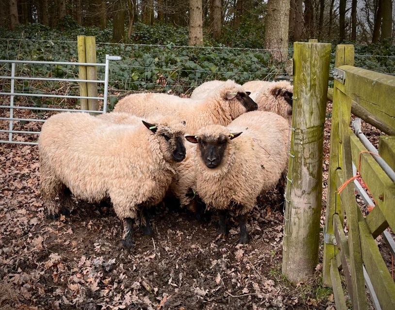 Shropshire Sheep Trekking - Common questions