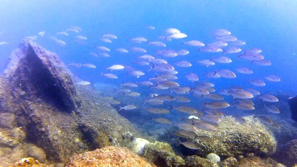 Chalkidiki: Scuba Diving for Beginners in Kassandra - Traveler Types