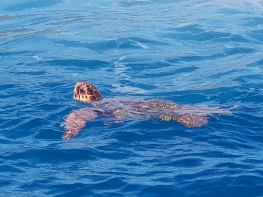 Zakynthos: Turtle Spotting Cruise on a Glass-Bottom Boat - Common questions