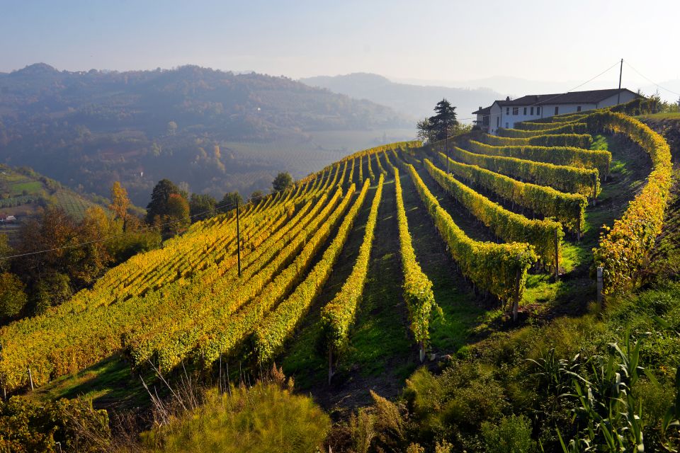 From Rome: Private Frascati Tour With Lunch & Wine Tasting - Customer Reviews