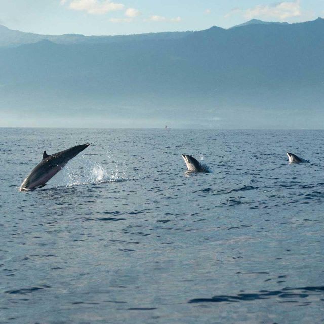 Sunrise Coastline Boat Tour & Dolphin Watching - Dolphin Watching Encounter