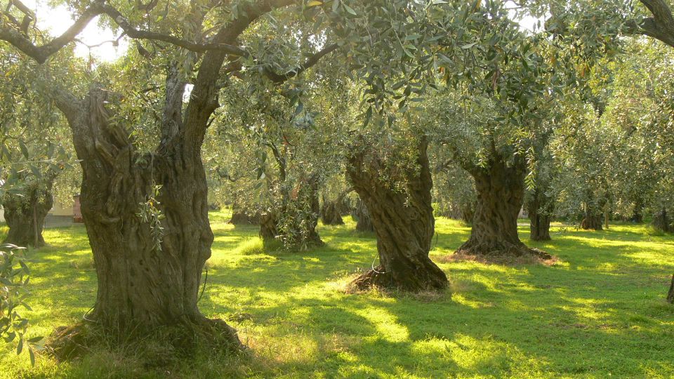 Taste the Local Products and Culinary Treasures of Corfu. - Kumquat Discovery and Tastings