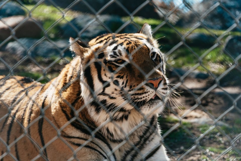 Alpine: Lions Tigers & Bears Animal Sanctuary Guided Visit - Last Words