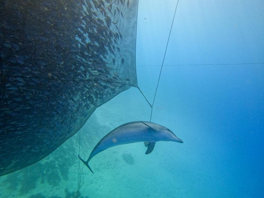 Kamiros Skala: Marine Life Experience by Boat - Common questions