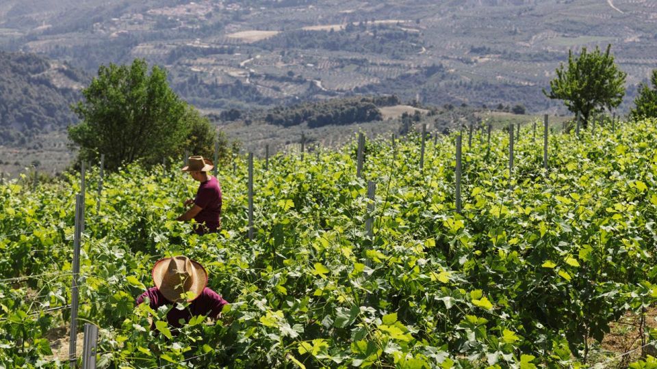 Wine Tasting Tour in Nemea and Visit Tour in Nafplio - Last Words