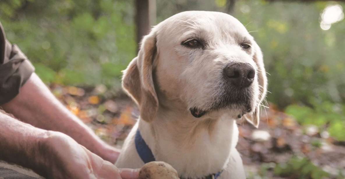 Barolo: Truffle Hunting and Wine Tasting - Key Points