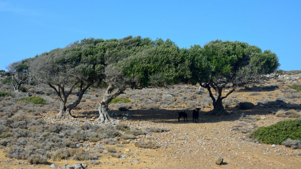 From Heraklion: Palm Forest Beach of Vai, Toplou & Sitia - Tour Details