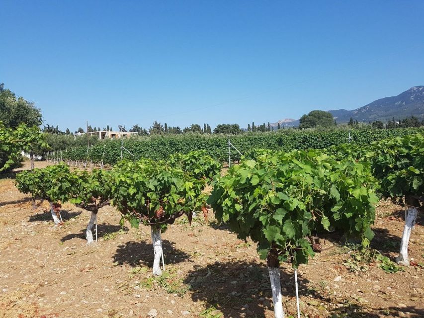 From Kos: Tour of 2 Wineries With Wine Tasting & Small Bites - Tour Details