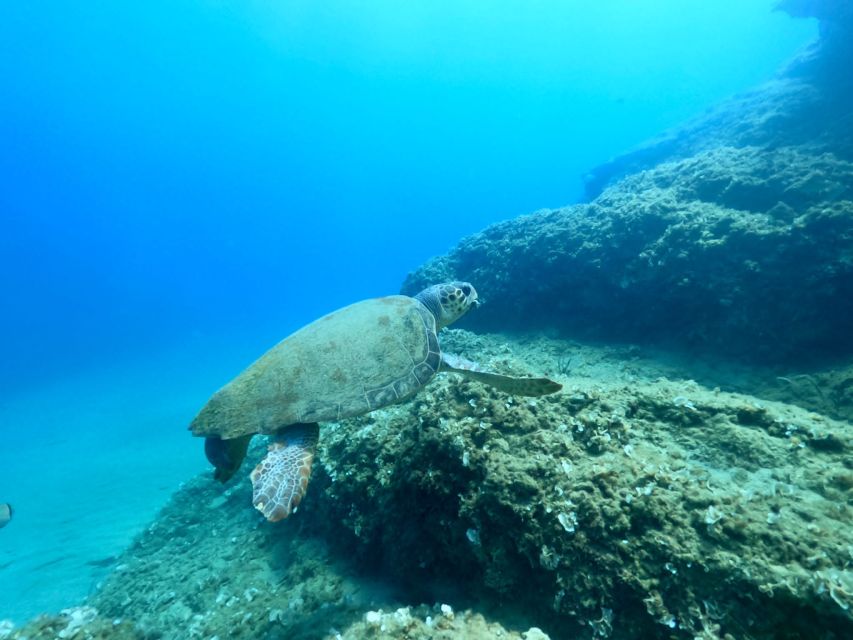 Heraklion: Scuba Diving Experience for First-Timers - Experience Scuba Diving in Heraklion