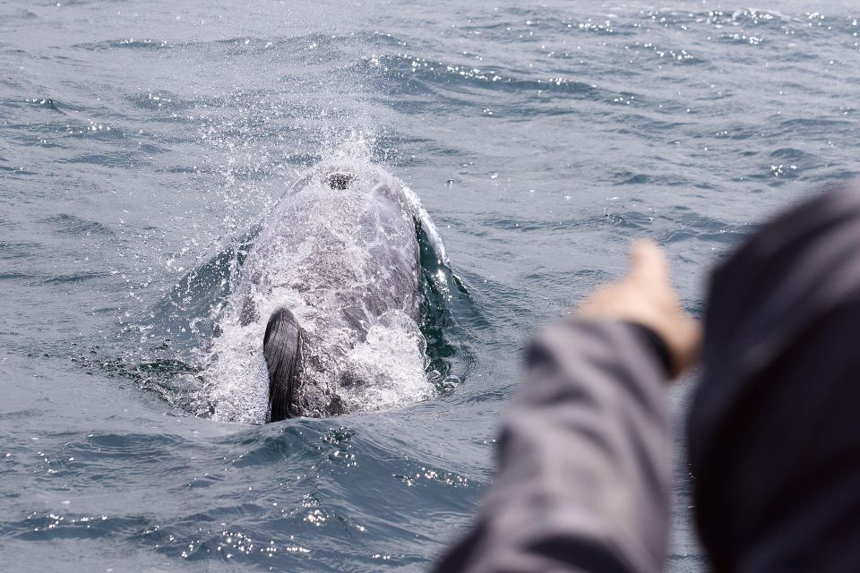 Mounts Bay, Penzance Discovery Boat Trip - Key Points