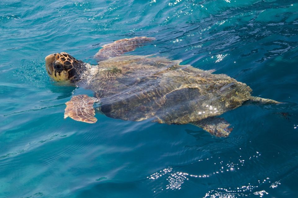 Zakynthos: Turtle Spotting Cruise on a Glass-Bottom Boat - Key Points