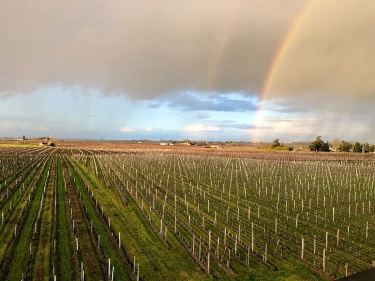 From Bordeaux : Wine-Tour Saint-Emilion Half-Day