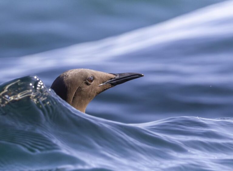 Godrevy to Hells Mouth Boat Trip