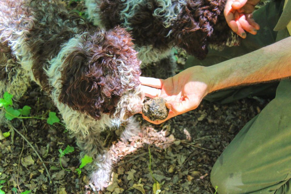 From Florence: Truffle Hunting With Lunch & Transportation - Activity Description