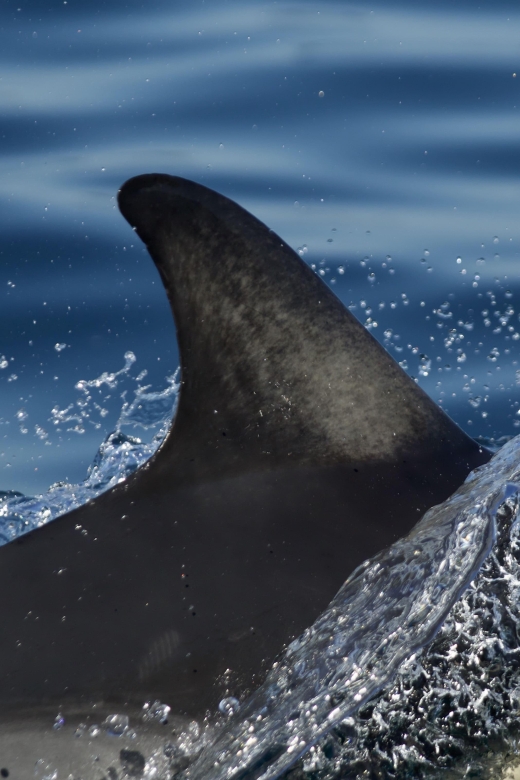 Godrevy to Hells Mouth Boat Trip - Booking Information