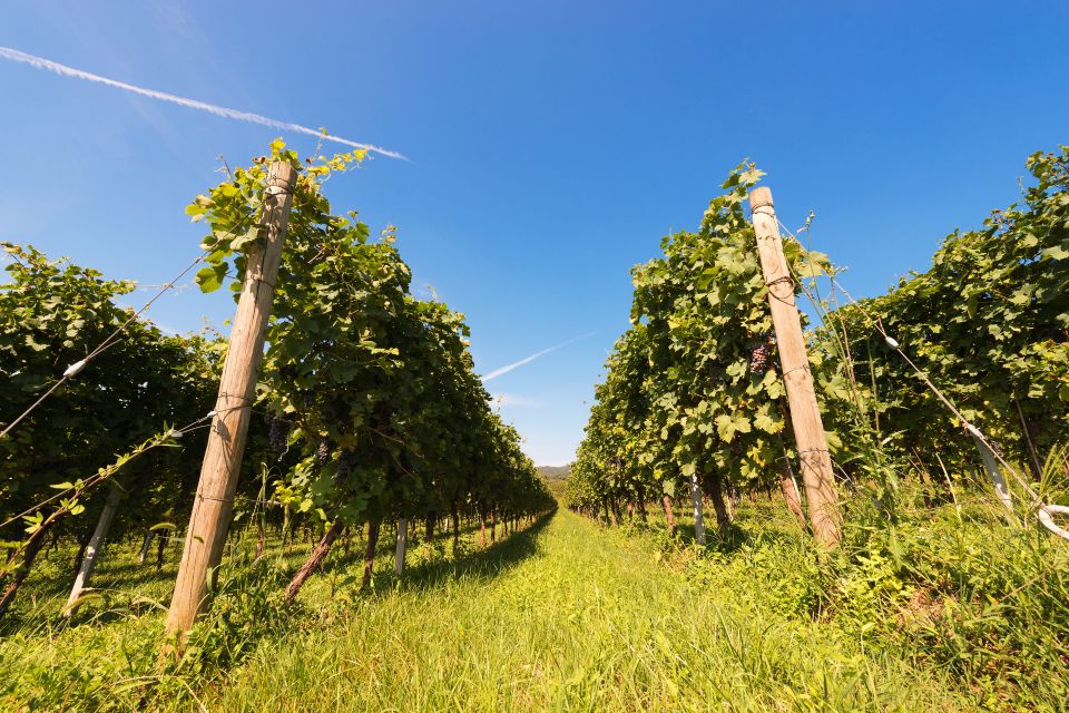 Verona: Private Tour of Soave and Amarone - Itinerary