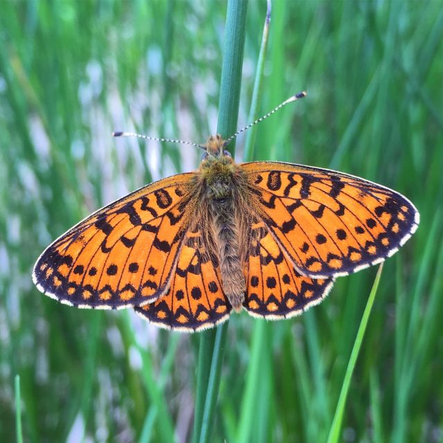 Wilder Skies - Somerset Nature Tours - Highlights