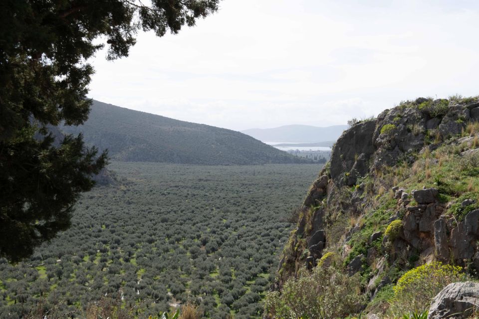 Delphi: Easy Hike on Ancient Path Through the Olive Groves - Inclusions