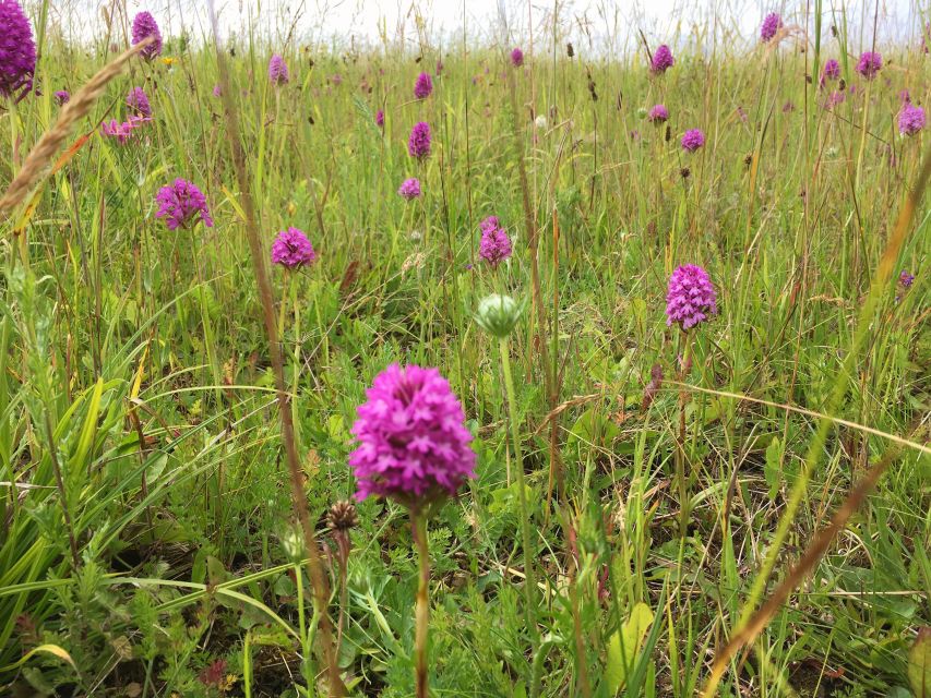 Wilder Skies - Somerset Nature Tours - Includes