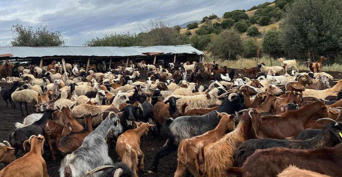 Thessaloniki: Visit a Farm and a Traditional Village - Important Information