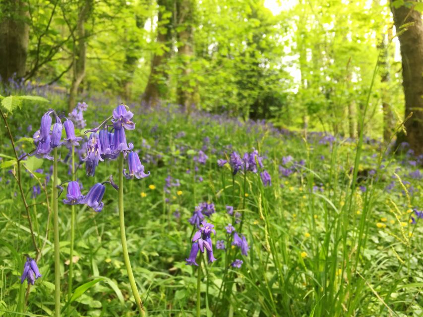 Wilder Skies - Somerset Nature Tours - Restrictions