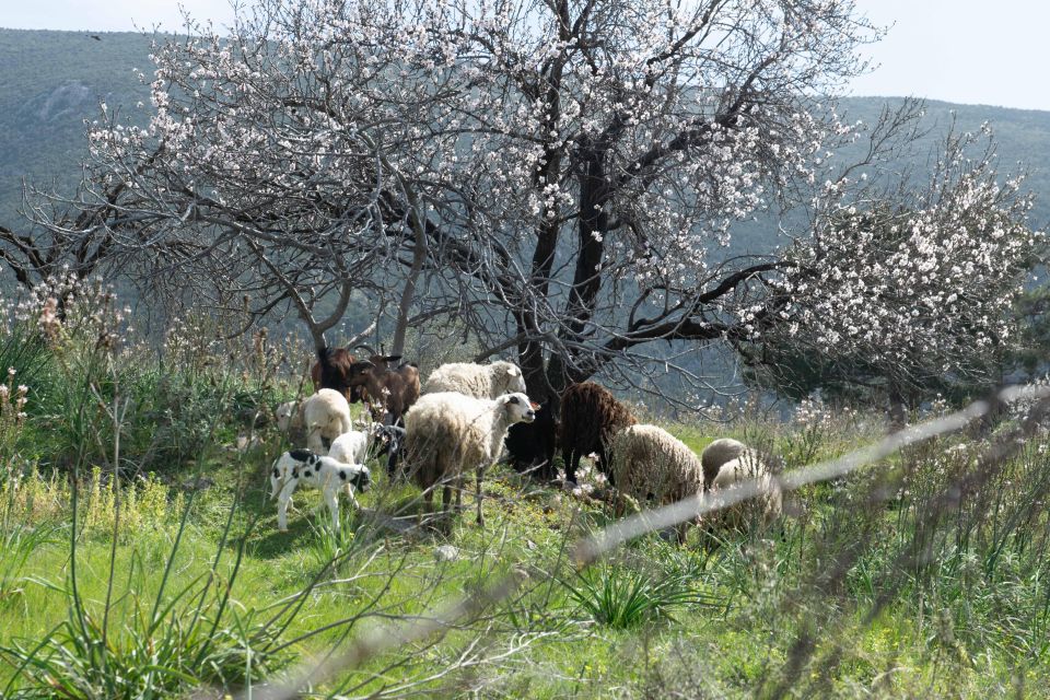 Delphi: Easy Hike on Ancient Path Through the Olive Groves - Meeting Point and Drop-Off