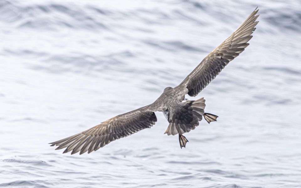 Godrevy to Hells Mouth Boat Trip - Attire Guidelines