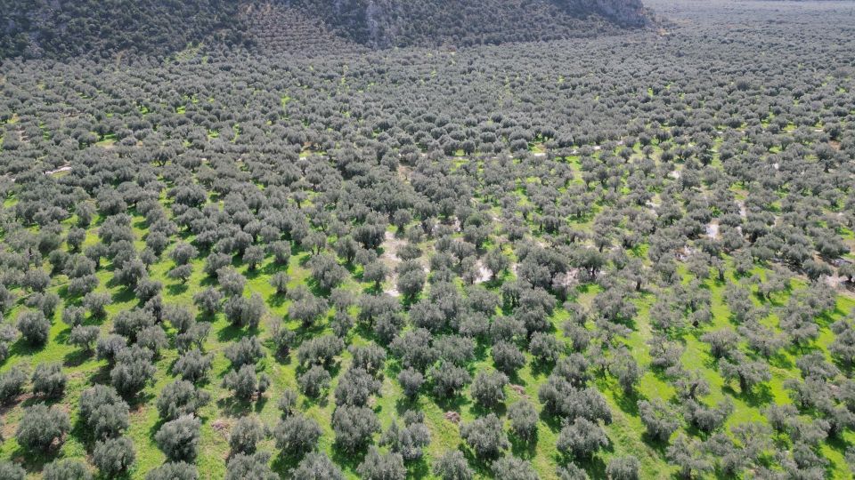 Delphi: Easy Hike on Ancient Path Through the Olive Groves - Common questions