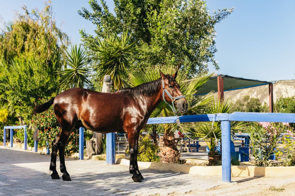 Heraklion: Finikia Horse Riding Day Tour With Lunch - Common questions