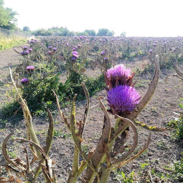 Venice: Bike Tour Honey & Artichockes on Sant'Erasmo Island - Last Words